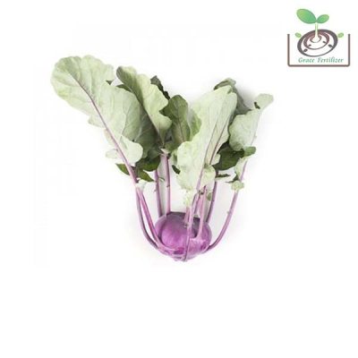 【禾康肥料】荷蘭紫結頭菜(優卡扎球莖甘藍)種子 可超取