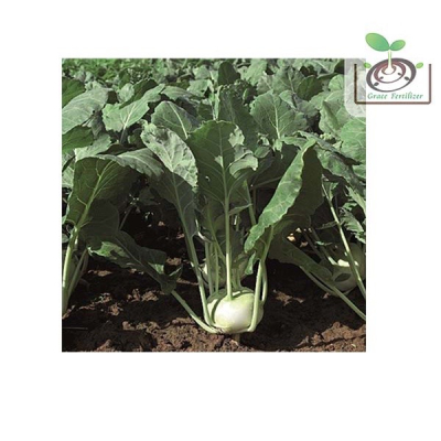 【禾康肥料】荷蘭綠結頭菜(沃爾圖諾球莖甘藍)種子 可超取