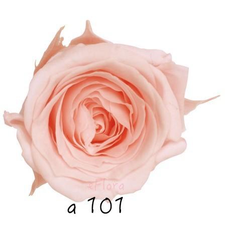 大地農園  不凋玫瑰 零售 批發 粉 紫 恆星花聖誕交換禮物樹花圈-細節圖2