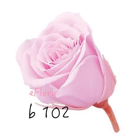 大地農園  不凋玫瑰 零售 批發 粉 紫 恆星花聖誕交換禮物樹花圈-細節圖3