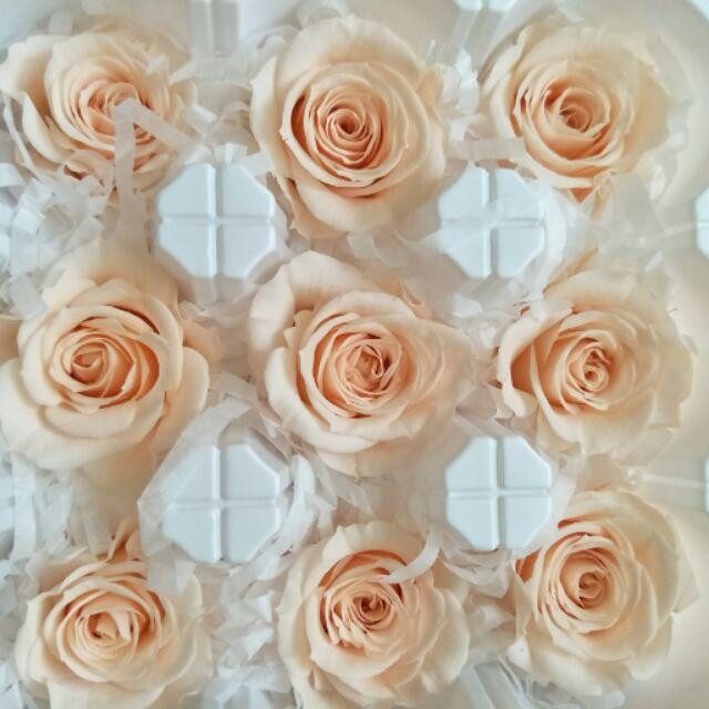 大地農園 中 玫瑰花 蜜桃粉 03480-371 永生花 不凋花 婚禮 情人節 聖誕 生日聖誕交換禮物樹花圈-細節圖2