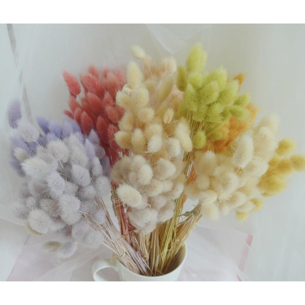 eflora 日本大地農園不凋迷你兔尾草 迷你兔尾 乾燥花不凋花花圈捧花手腕花頭花花禮拍照居家裝飾店面佈置 小兔尾-細節圖3