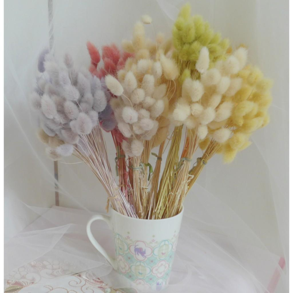 eflora 日本大地農園不凋迷你兔尾草 迷你兔尾 乾燥花不凋花花圈捧花手腕花頭花花禮拍照居家裝飾店面佈置 小兔尾-細節圖2