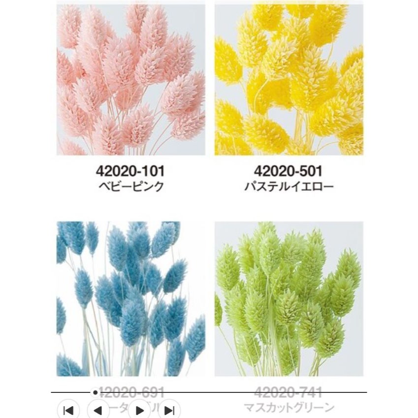 eflora 大地農園 佳娜利／加那利／佳那利 42020  天然乾燥花材-細節圖3