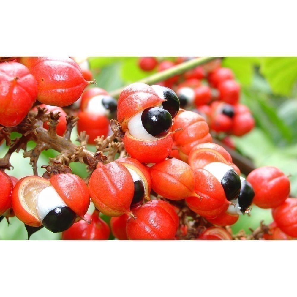 【巴西好物】(效期最長至2027/09/02)  瓜拿納粉-原廠原裝- 100公克裝-現貨 Mawe Guarana-細節圖4