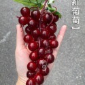 仿真水果 仿真葡萄 仿真蔬果 拍照道具 葡萄 拍攝道具 台灣現貨 裝飾 DIY 擺飾 櫥窗佈置 配件 教學道具 日皇二館-規格圖9