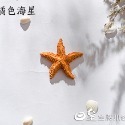 橘色海星1個