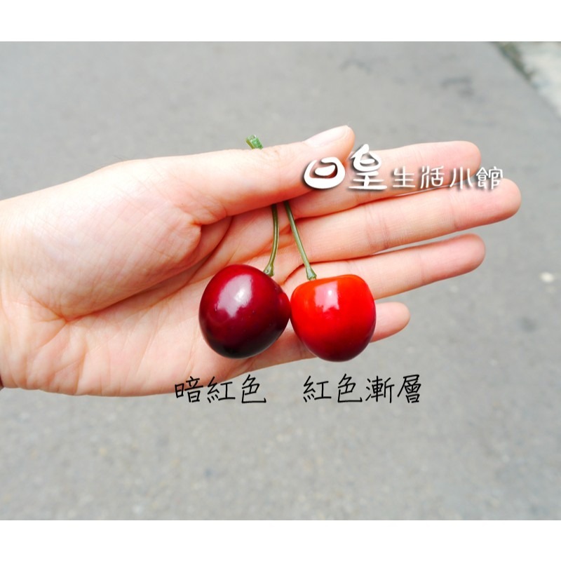 櫻桃 仿真櫻桃 拍照道具 拍攝道具 現貨 裝飾 擺飾 婚禮佈置 飾品DIY 配件 教學道具 日皇-細節圖3