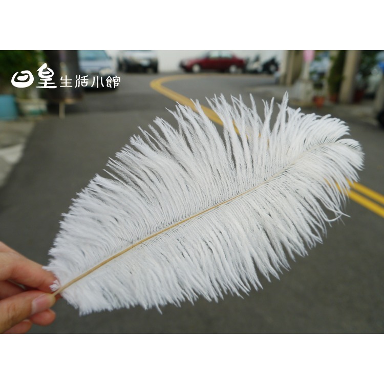 羽毛 白色羽毛 拍照道具 拍攝道具 現貨 白色駝鳥毛 裝飾 DIY 擺飾 婚禮佈置 教學道具 飾品拍攝 日皇-細節圖3