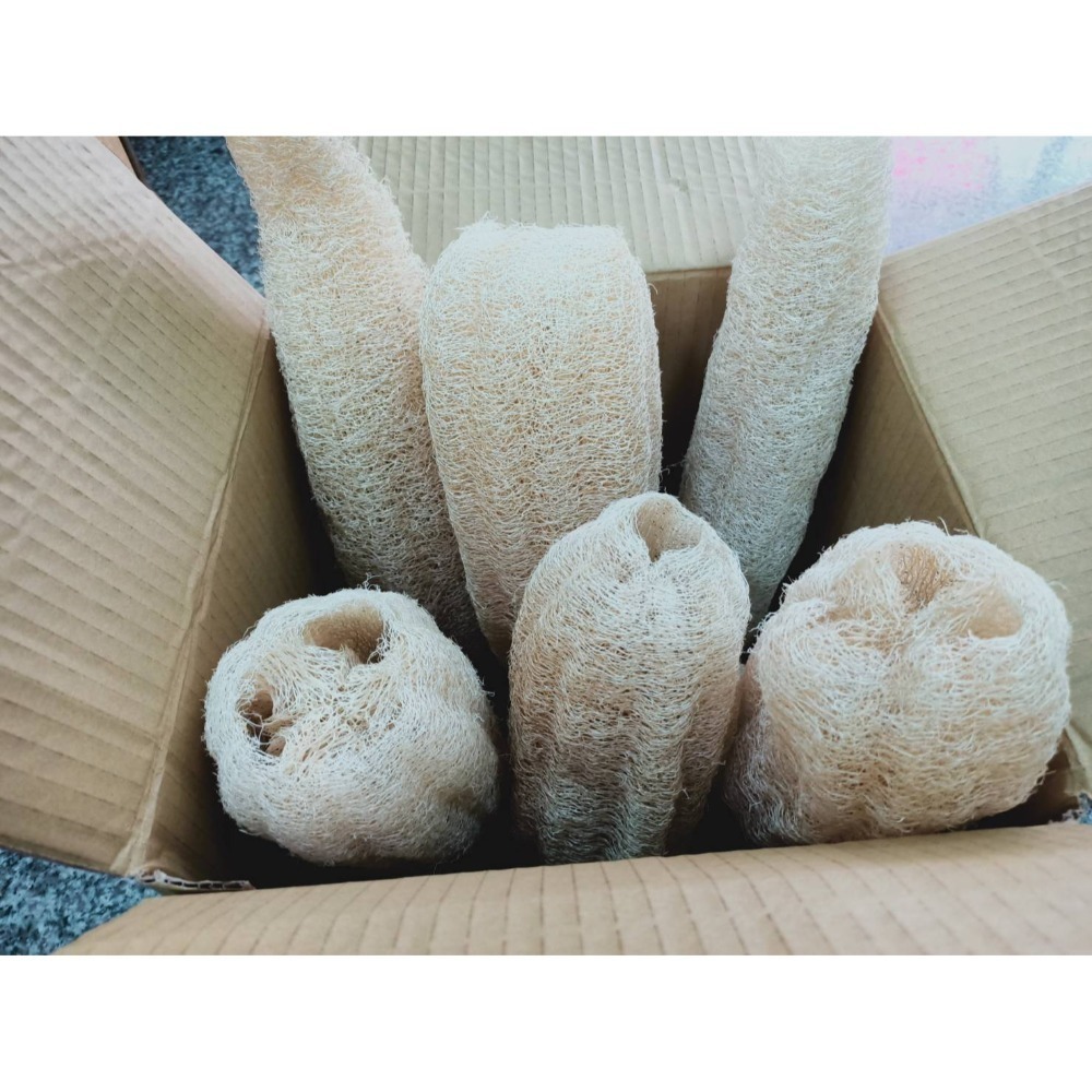 天然菜瓜布  小農精選絲瓜布 天然絲瓜絡-規格圖2