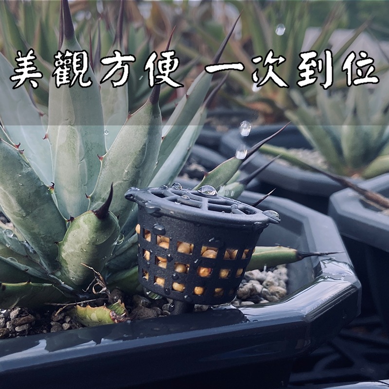 【肥料盒🌱】大_中_小 - 鹿角蕨施肥 肥料 多肉植物 觀葉植物-細節圖3