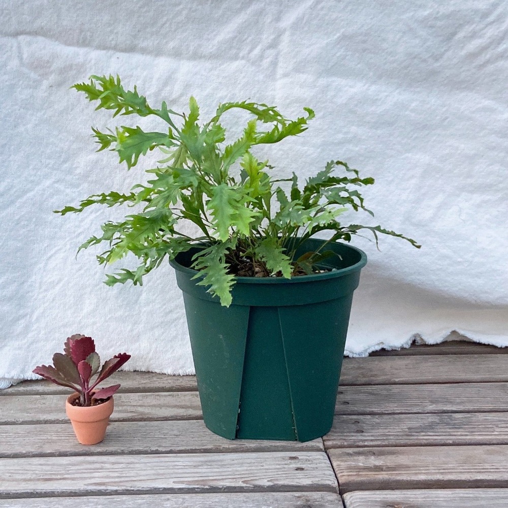 【青山盆 🏔】小 - EU15_12_9_6   盆器/盆栽/多肉植物/仙人掌/觀葉植物-細節圖2