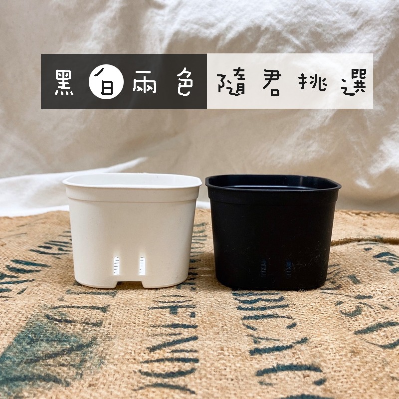 【圓角盆】黑 白 - 5吋_4吋_3吋  花盆/塑膠盆/盆器/簡約風-細節圖2