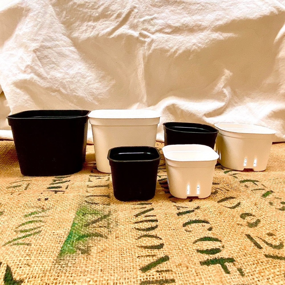 【圓角盆】黑 白 - 5吋_4吋_3吋  花盆/塑膠盆/盆器/簡約風-細節圖4