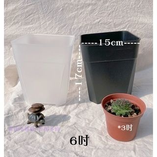 【透氣盆】黑 白 透明 - 6吋_5吋_4吋_3吋    多肉植物 仙人掌 花盆 塑膠盆 園藝-細節圖2