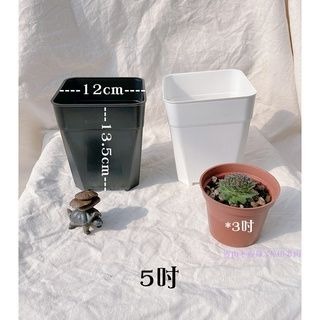 【透氣盆】黑 白 透明 - 6吋_5吋_4吋_3吋    多肉植物 仙人掌 花盆 塑膠盆 園藝-細節圖3