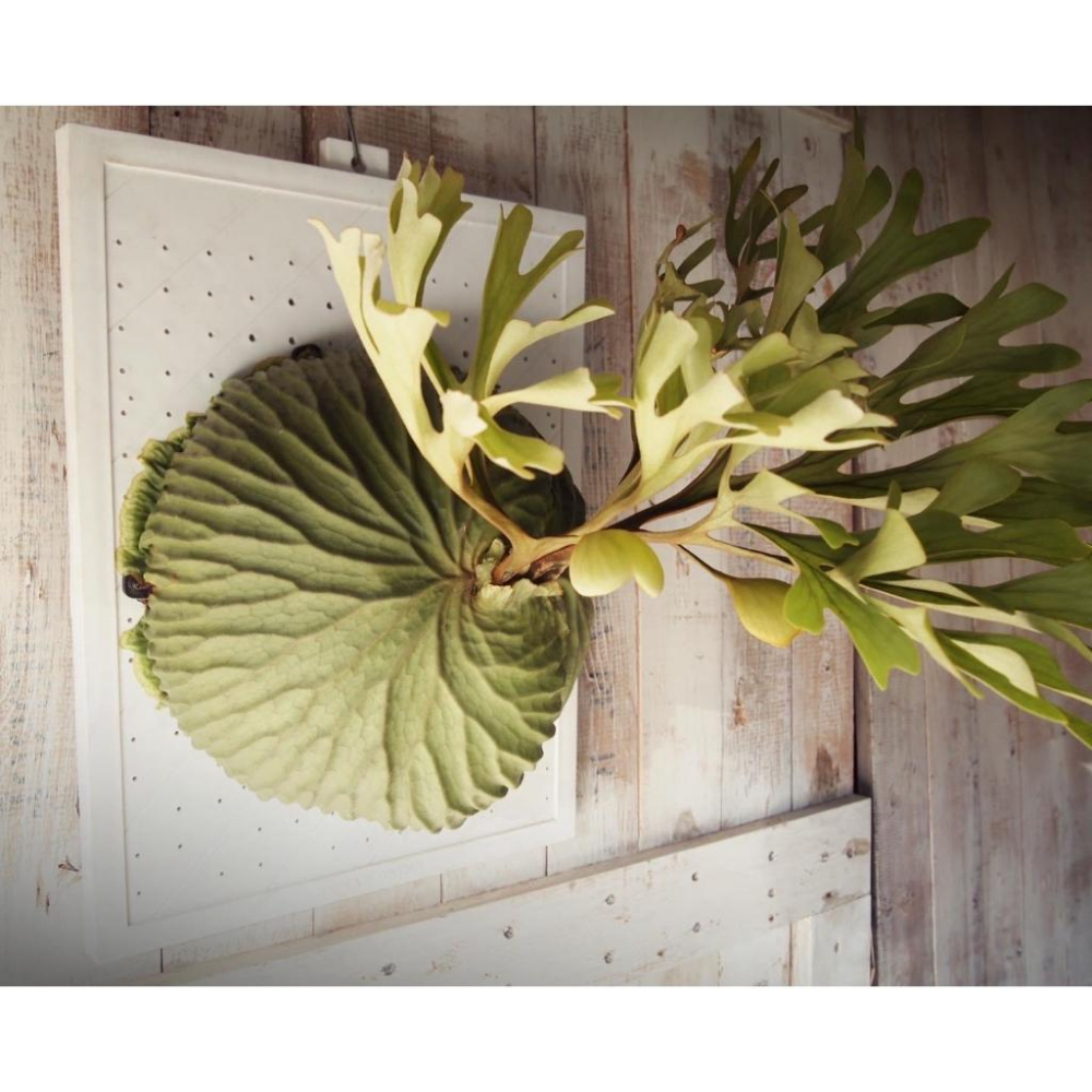 【蕨世半球/植階上板加大款】鹿角蕨/亞猴/女王鹿角蕨/上板-細節圖2