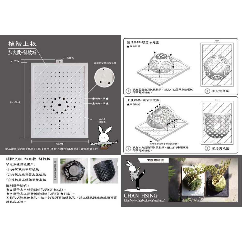 【蕨世半球/植階上板加大款】鹿角蕨/亞猴/女王鹿角蕨/上板-細節圖3