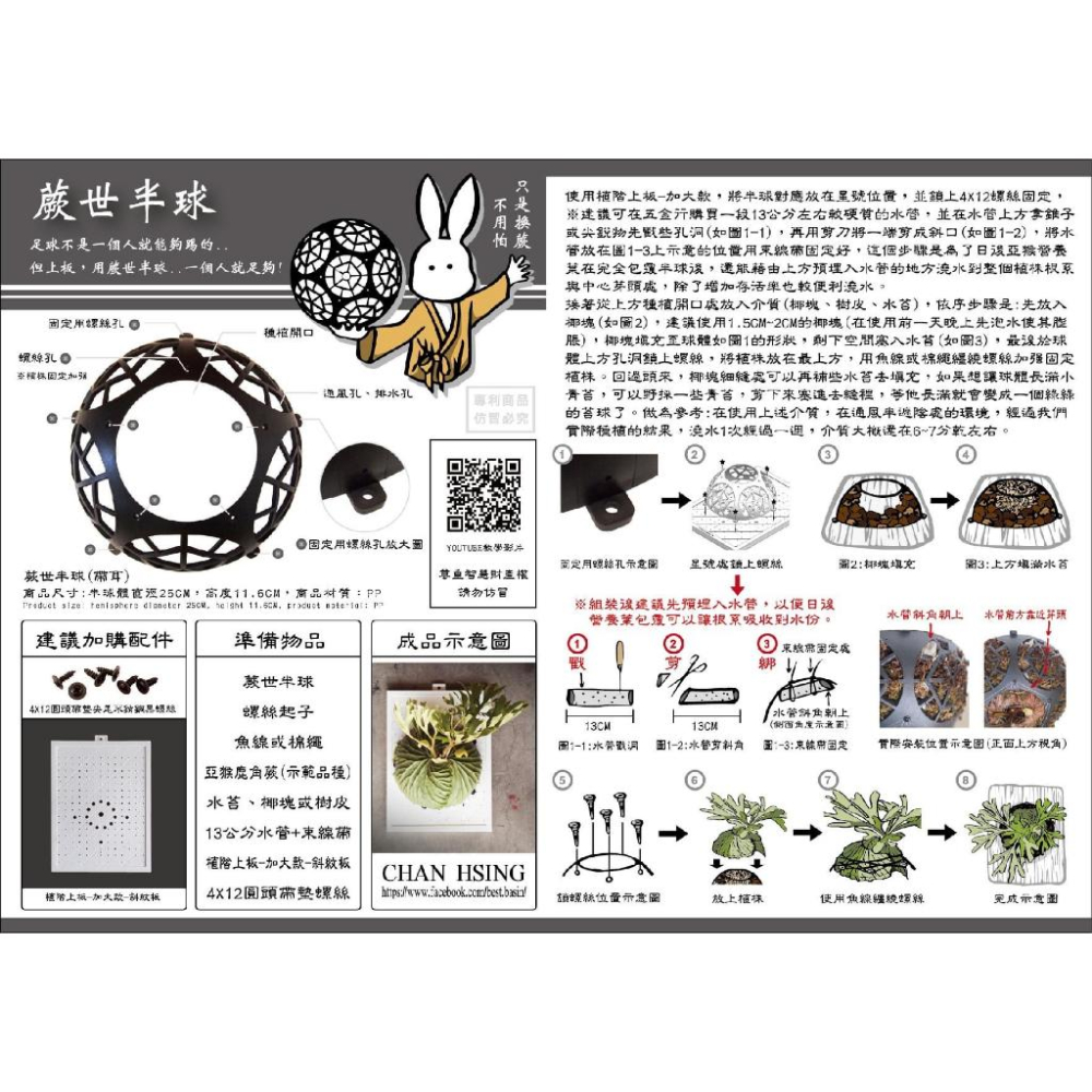 【蕨世半球/植階上板加大款】鹿角蕨/亞猴/女王鹿角蕨/上板-細節圖4