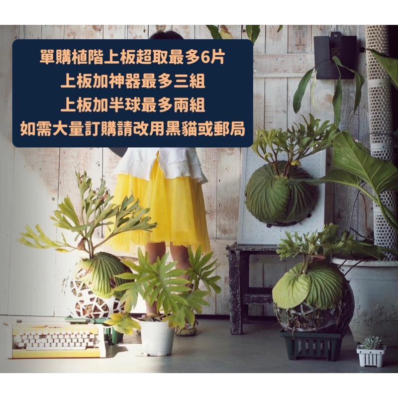 【蕨世半球/植階上板加大款】鹿角蕨/亞猴/女王鹿角蕨/上板-細節圖5