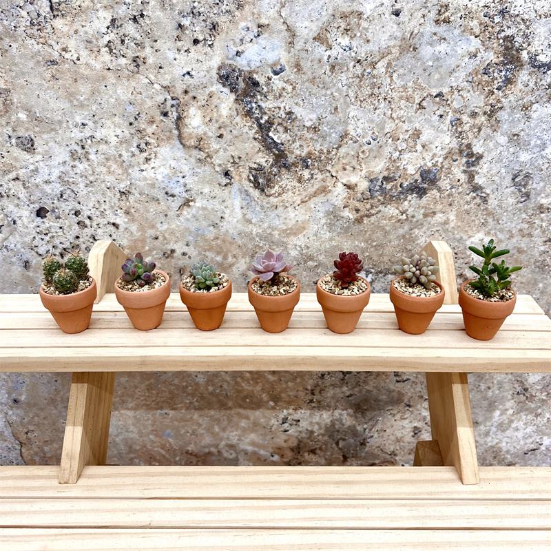 【素燒陶瓷小盆】一吋盆  多肉植物/療癒小物/盆栽/透氣盆/陶瓷-細節圖3