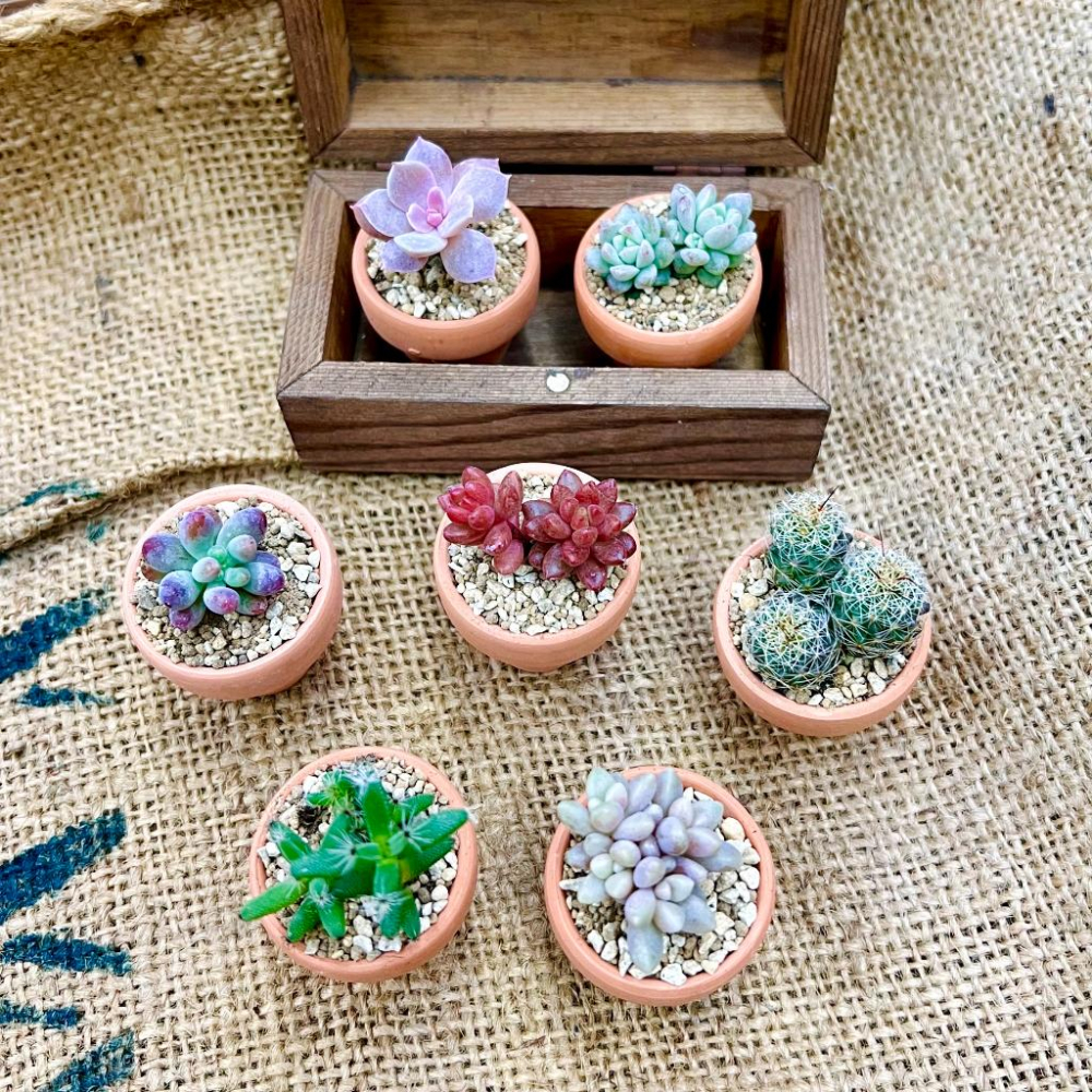 【素燒陶瓷小盆】一吋盆  多肉植物/療癒小物/盆栽/透氣盆/陶瓷-細節圖4