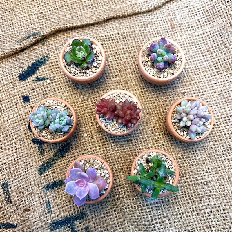 【素燒陶瓷小盆】一吋盆  多肉植物/療癒小物/盆栽/透氣盆/陶瓷-細節圖5