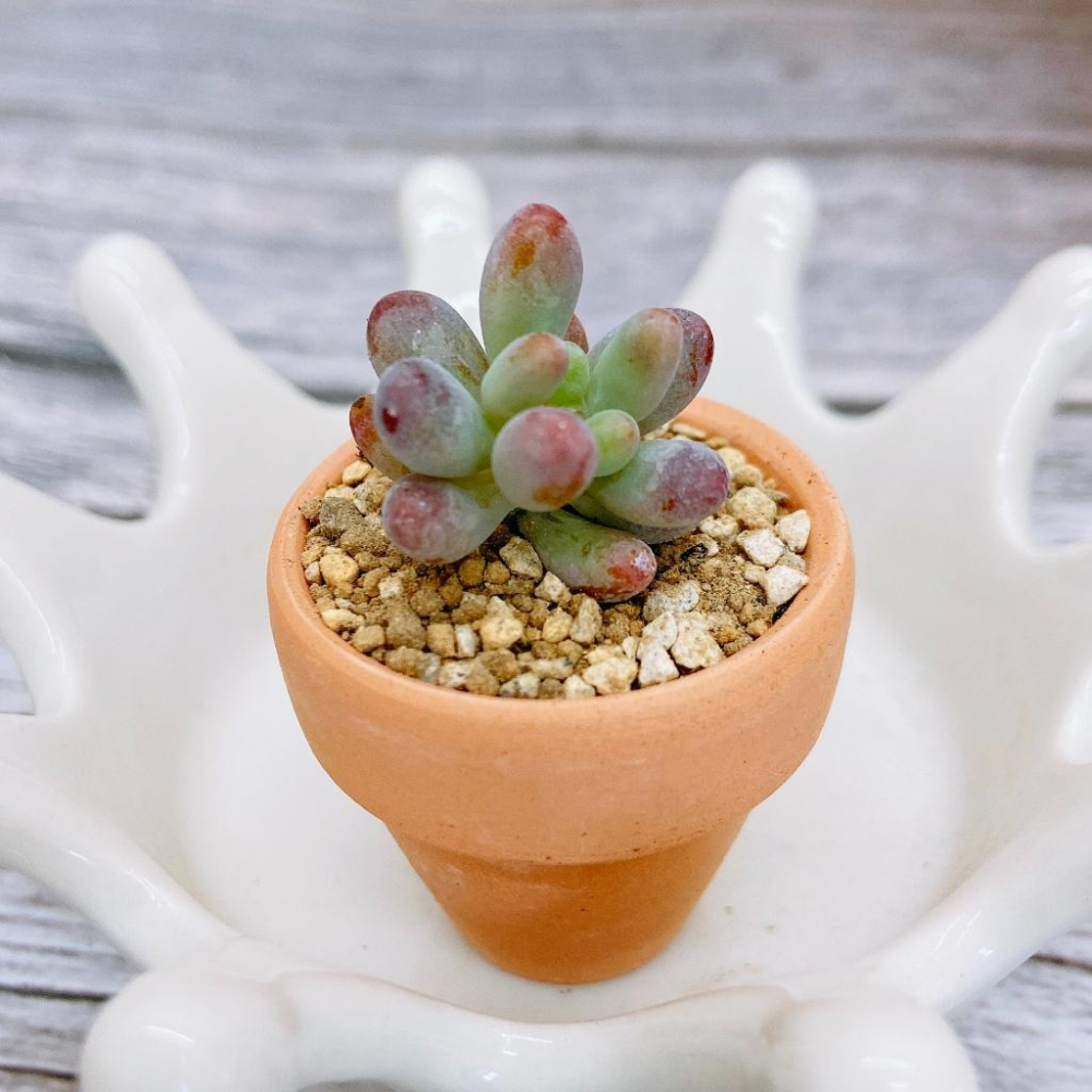 【素燒陶瓷小盆】一吋盆  多肉植物/療癒小物/盆栽/透氣盆/陶瓷-細節圖6