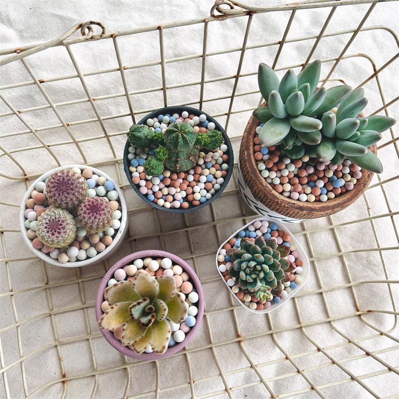 【彩色陶粒】500g 大/中/小  鋪面石/介質/多肉植物/仙人掌/盆器/石頭玉-細節圖2