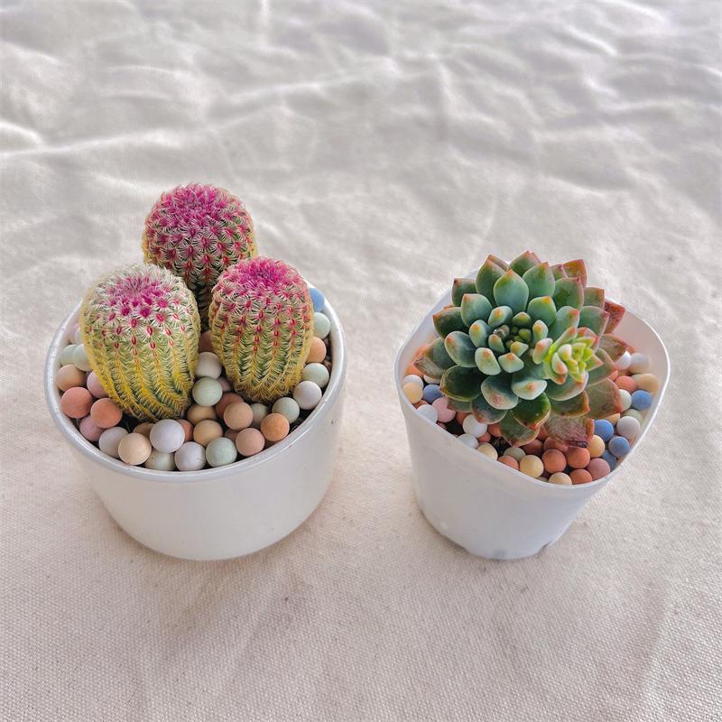 【彩色陶粒】500g 大/中/小  鋪面石/介質/多肉植物/仙人掌/盆器/石頭玉-細節圖4