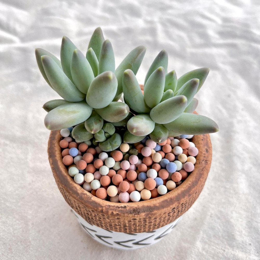 【彩色陶粒】500g 大/中/小  鋪面石/介質/多肉植物/仙人掌/盆器/石頭玉-細節圖5