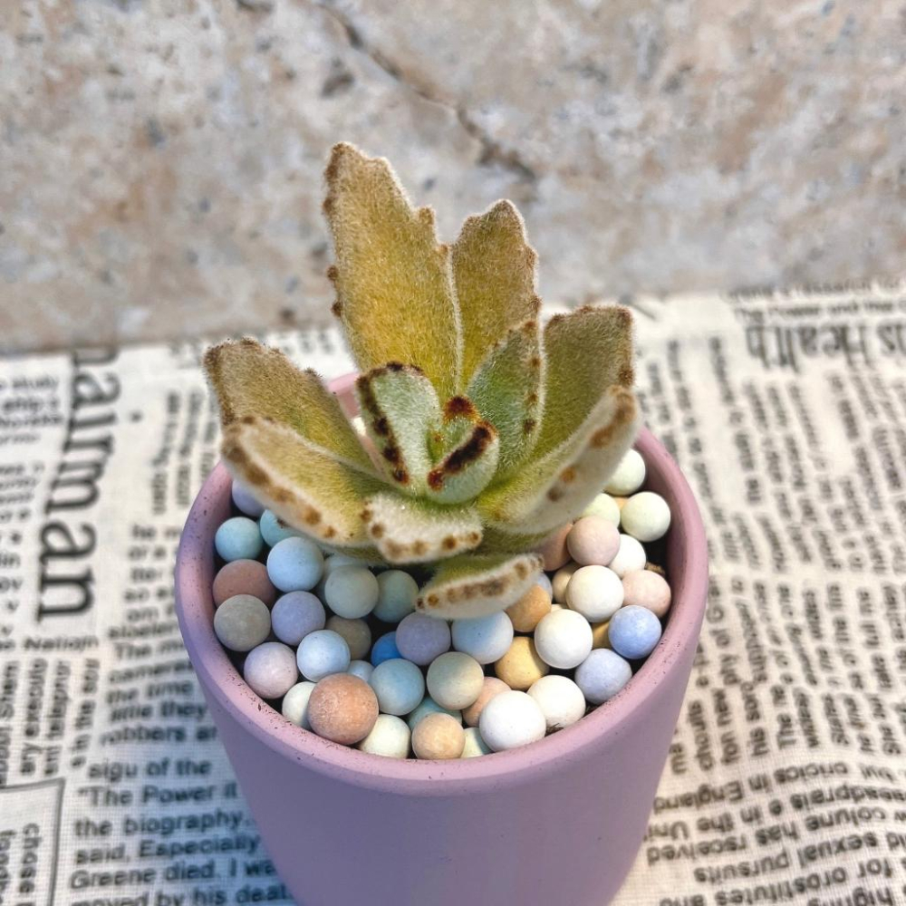 【彩色陶粒】500g 大/中/小  鋪面石/介質/多肉植物/仙人掌/盆器/石頭玉-細節圖6