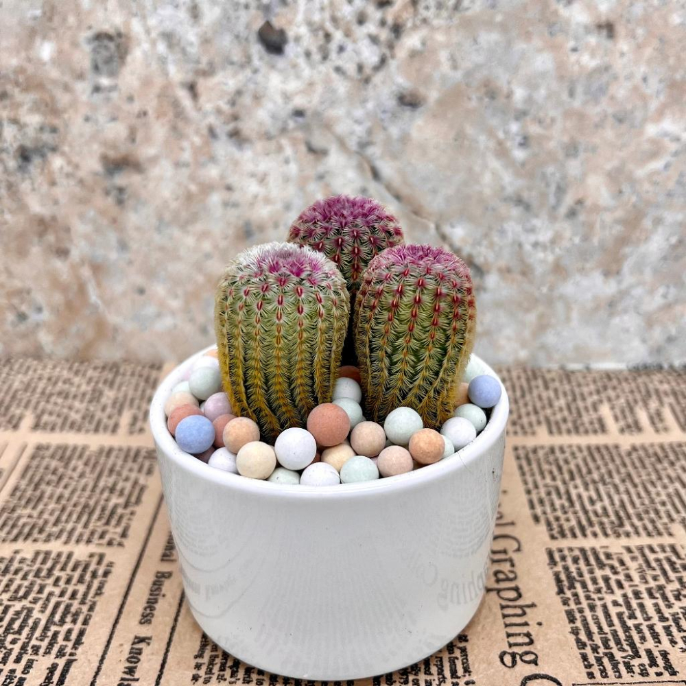 【彩色陶粒】500g 大/中/小  鋪面石/介質/多肉植物/仙人掌/盆器/石頭玉-細節圖7