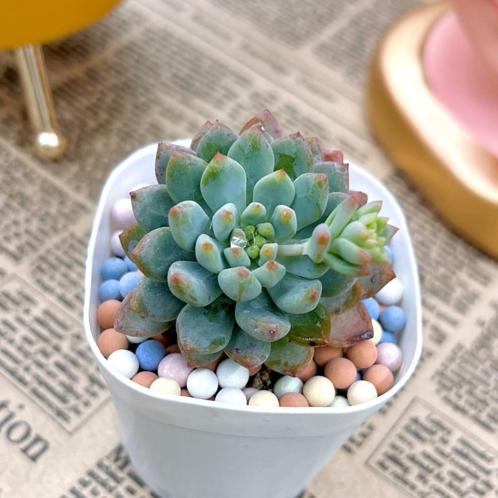 【彩色陶粒】500g 大/中/小  鋪面石/介質/多肉植物/仙人掌/盆器/石頭玉-細節圖8