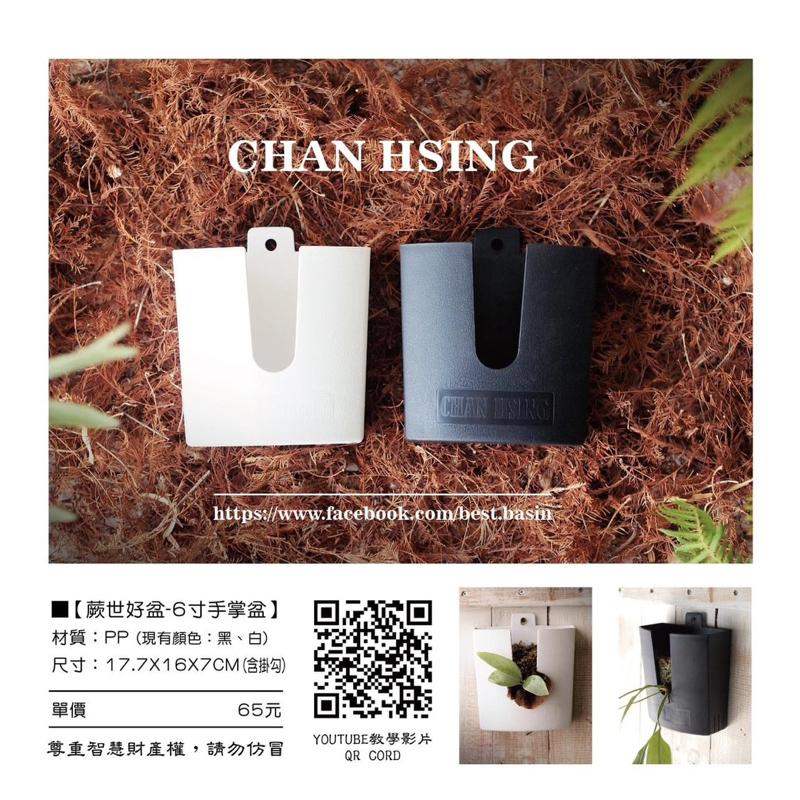 【手掌盆】6寸 觀葉植物/室內植物/鹿角蕨/蕨類/吊盆-細節圖2