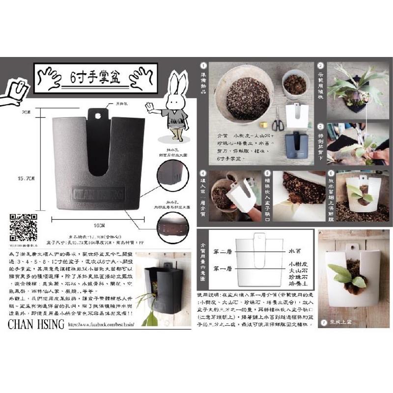 【手掌盆】6寸 觀葉植物/室內植物/鹿角蕨/蕨類/吊盆-細節圖3