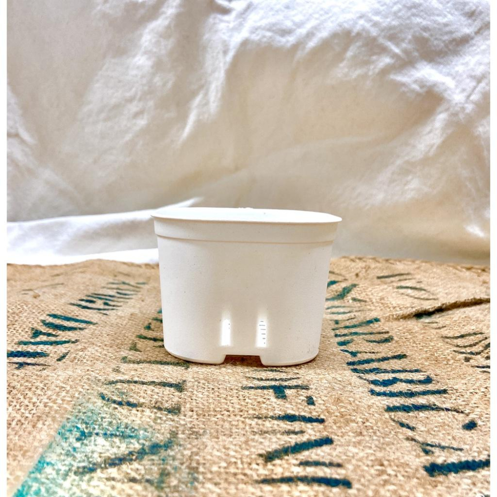 【圓角盆】黑/白  5吋/4吋/3吋  花盆/塑膠盆/盆器/簡約風-細節圖5