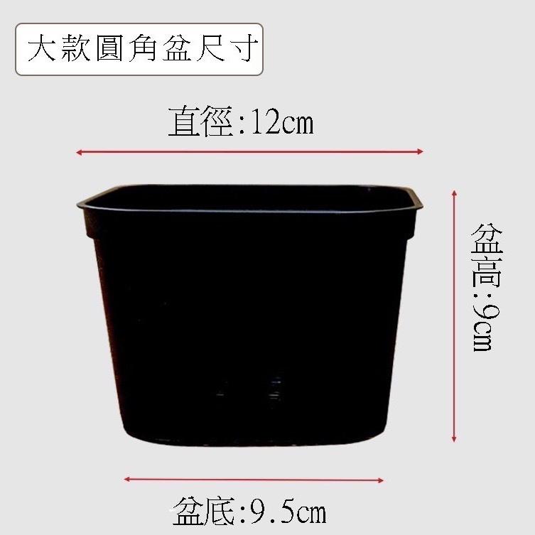 【圓角盆】黑/白  5吋/4吋/3吋  花盆/塑膠盆/盆器/簡約風-細節圖6