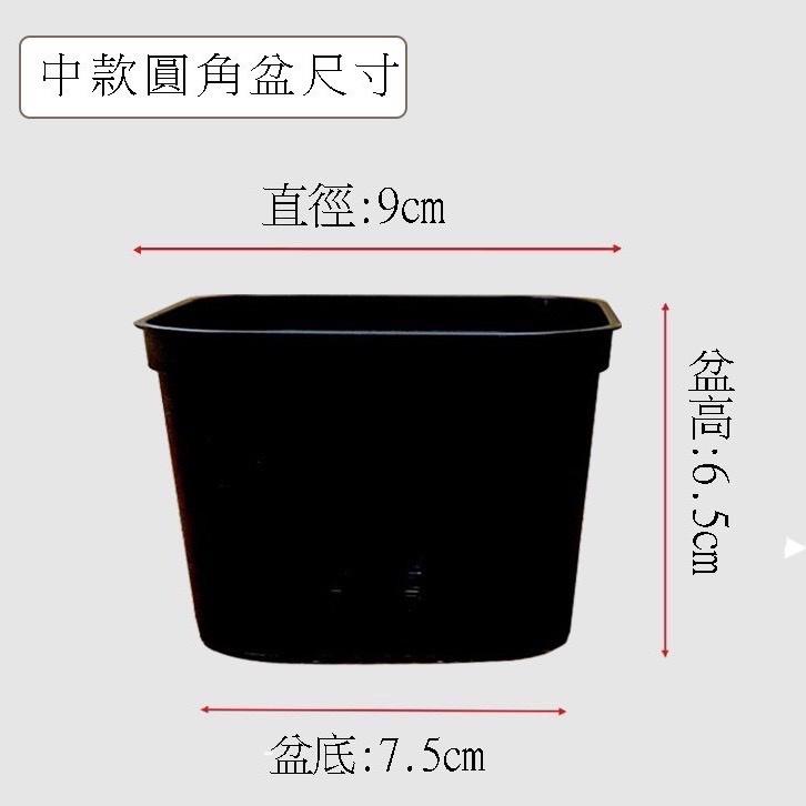 【圓角盆】黑/白  5吋/4吋/3吋  花盆/塑膠盆/盆器/簡約風-細節圖7