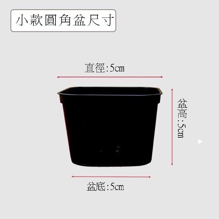 【圓角盆】黑/白  5吋/4吋/3吋  花盆/塑膠盆/盆器/簡約風-細節圖8