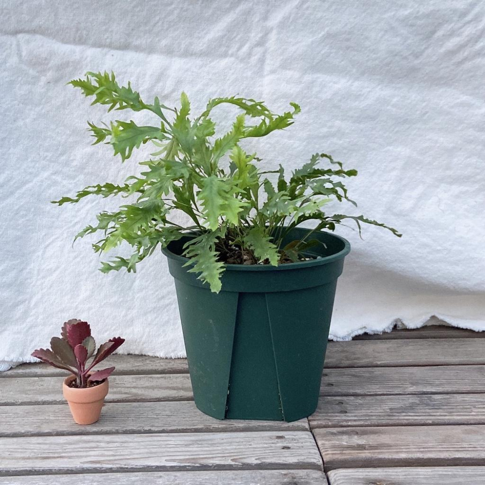 【青山盆小】EU-15 12 9 6   盆器/盆栽/多肉植物/仙人掌/觀葉植物-細節圖2