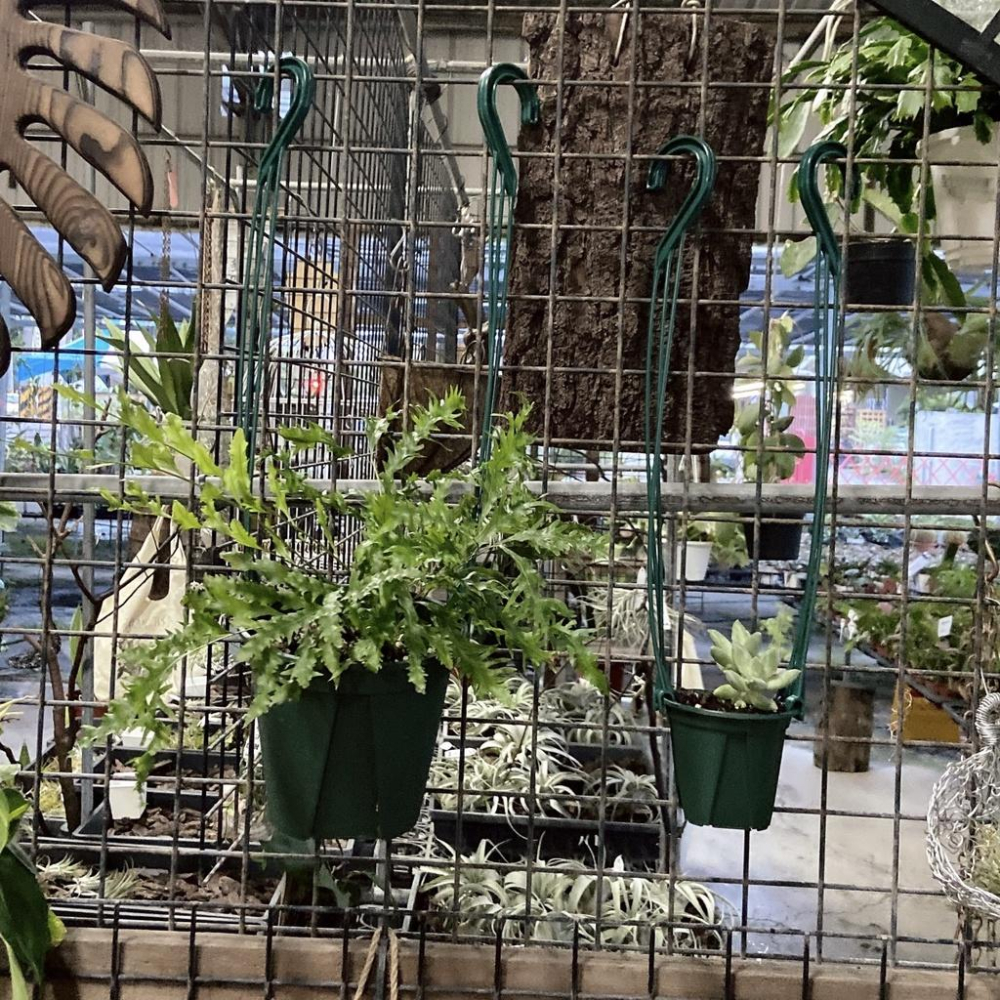 【青山盆小】EU-15 12 9 6   盆器/盆栽/多肉植物/仙人掌/觀葉植物-細節圖3