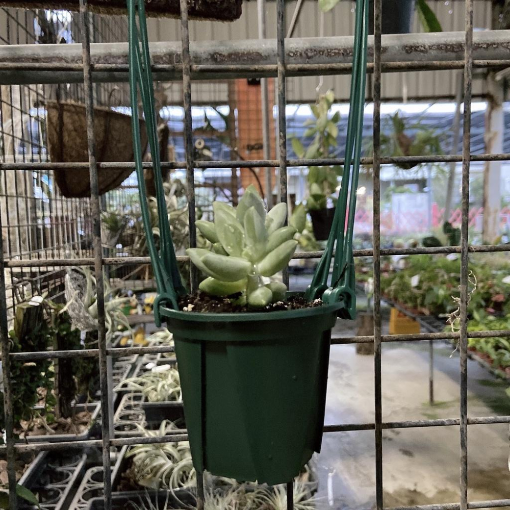 【青山盆小】EU-15 12 9 6   盆器/盆栽/多肉植物/仙人掌/觀葉植物-細節圖4