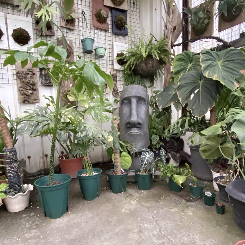 【青山盆小】EU-15 12 9 6   盆器/盆栽/多肉植物/仙人掌/觀葉植物-細節圖6