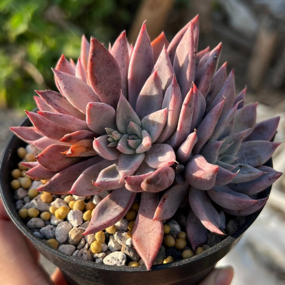 【便利肥1號 (附勺子)】多肉植物/肥料/控釋/施肥/介質/多肉植物/蘭花-細節圖3