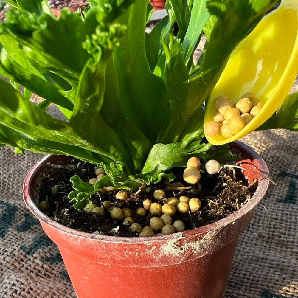 【便利肥1號 (附勺子)】多肉植物/肥料/控釋/施肥/介質/多肉植物/蘭花-細節圖4