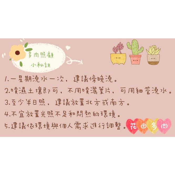 【便利肥1號 (附勺子)】多肉植物/肥料/控釋/施肥/介質/多肉植物/蘭花-細節圖6