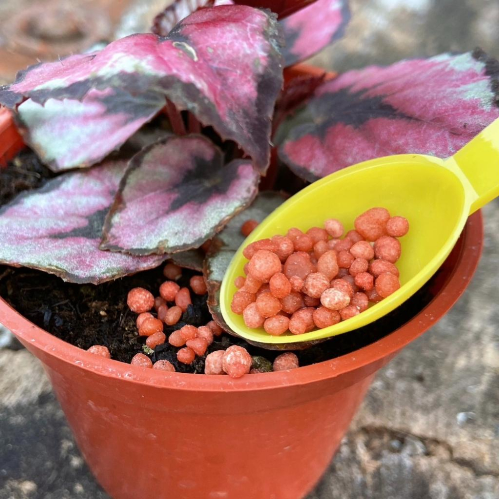 【便利肥5號 (附勺子)】開花植物/肥料/控釋/施肥/介質/多肉植物/蘭花-細節圖4