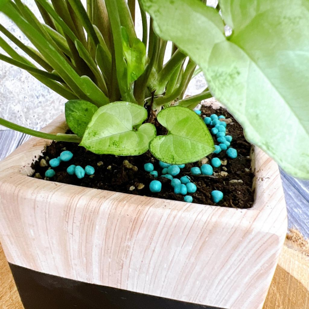 【便利肥3號(附勺子)】養葉肥/觀葉植物/肥料/控釋/施肥/介質/多肉植物/蘭花-細節圖3