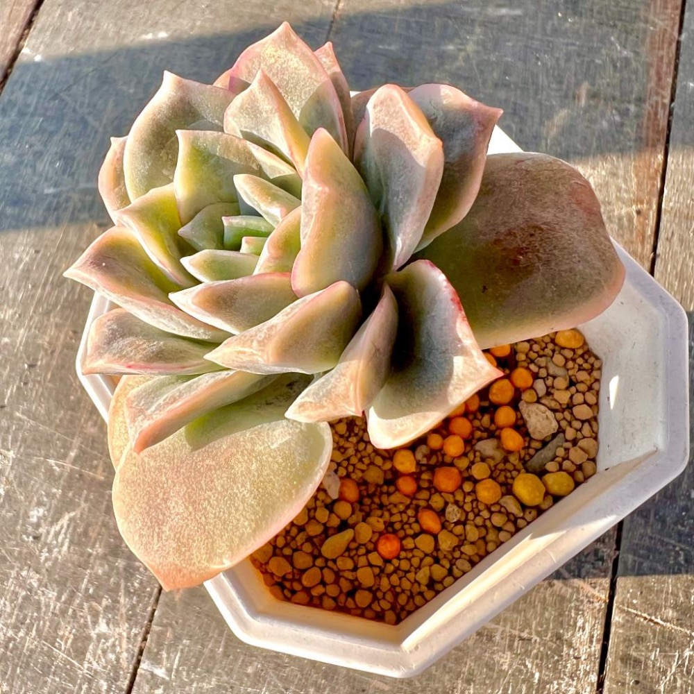 【全效開花奧綠肥】350g  奧妙肥/肥料/施肥/開花植物/植栽/園藝-細節圖4